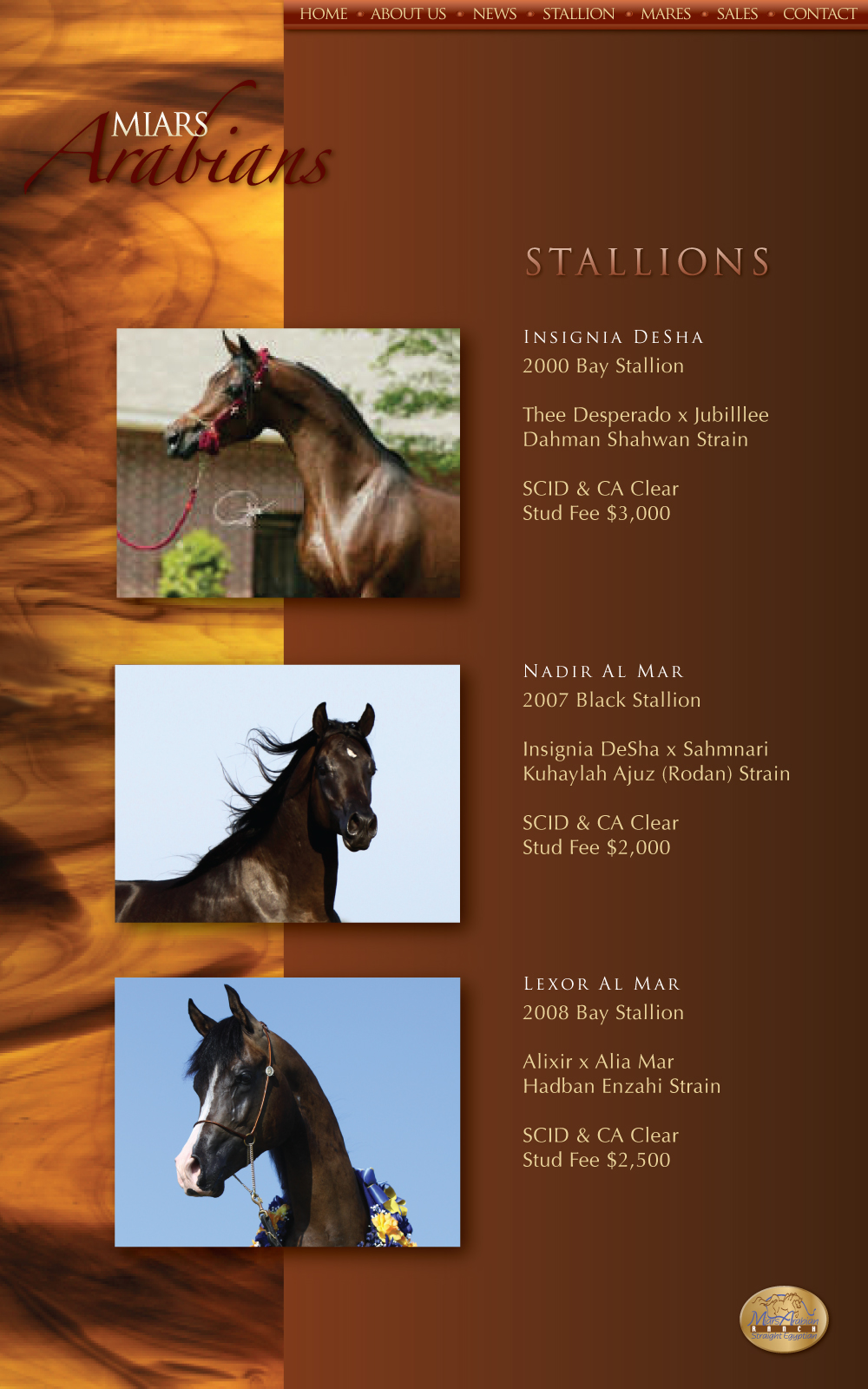 Miars Arabians Stallions